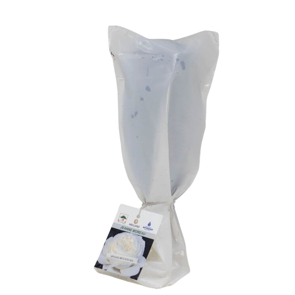 Gül Meilland Poşetli