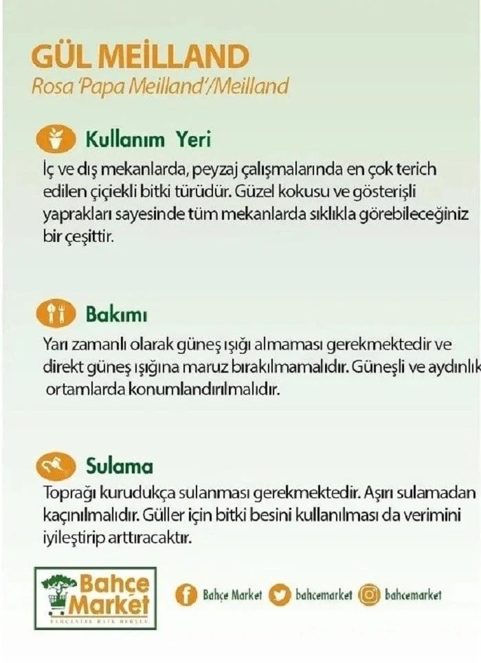 Gül Meilland Saksılı