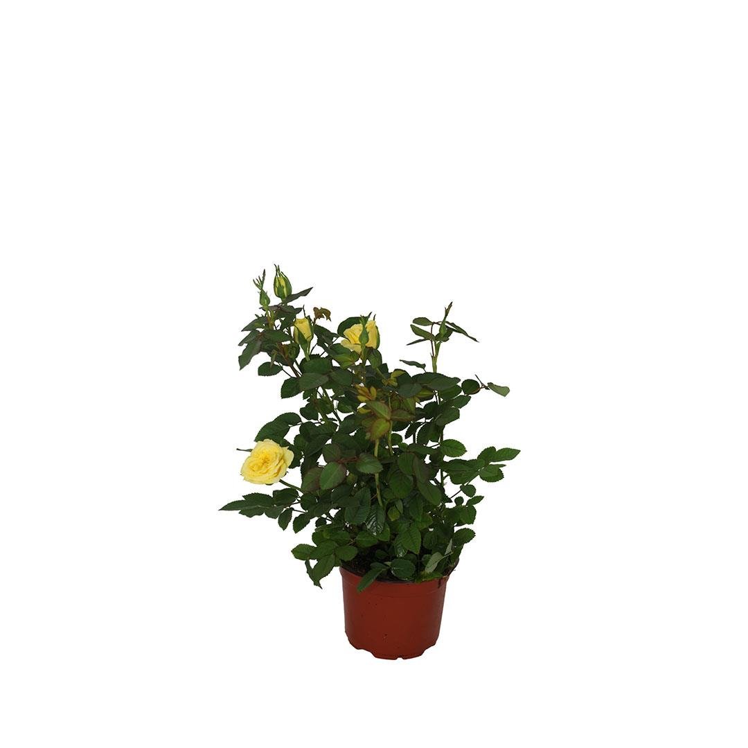 Gül Mini 25-30 Cm