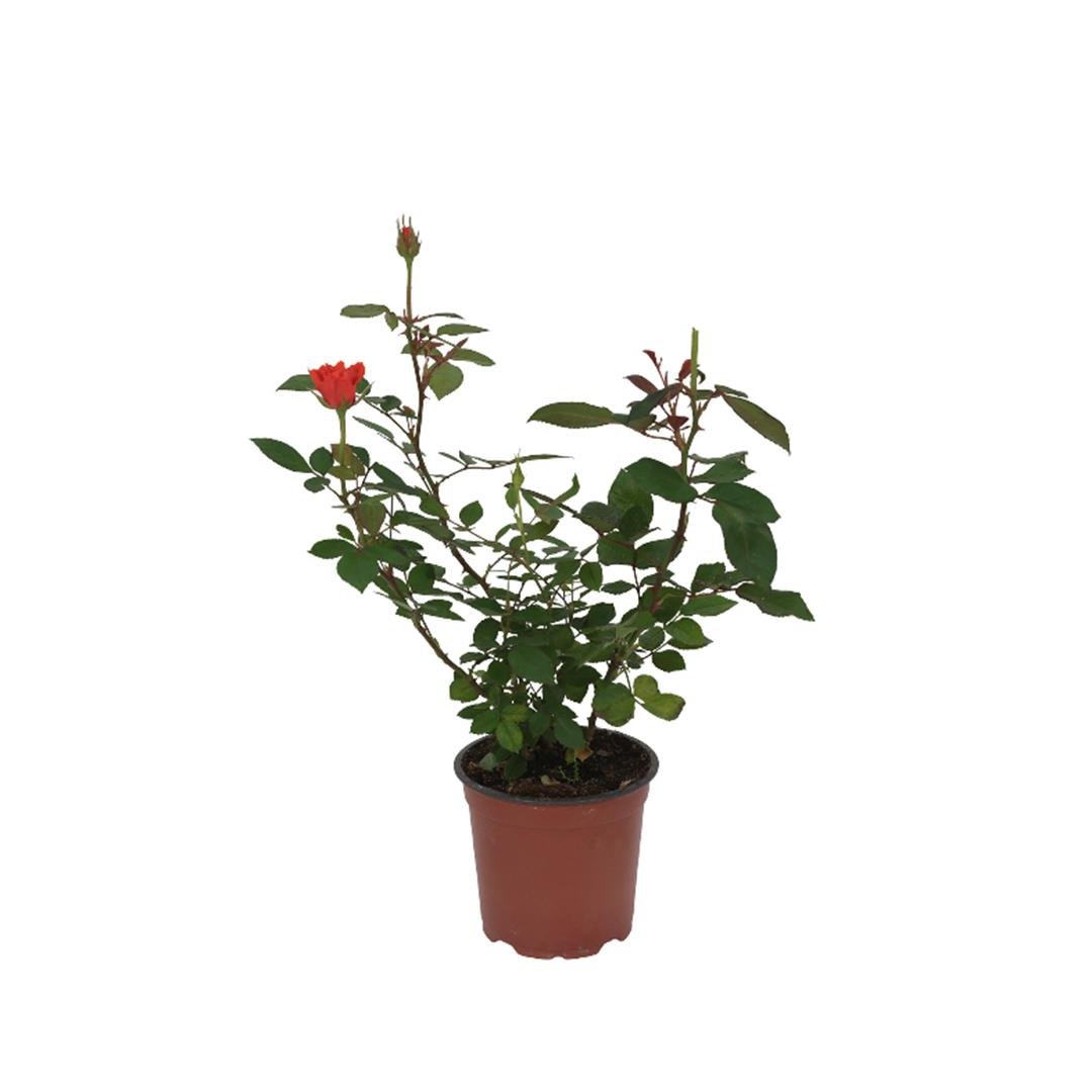 Gül Mini 25-30 Cm