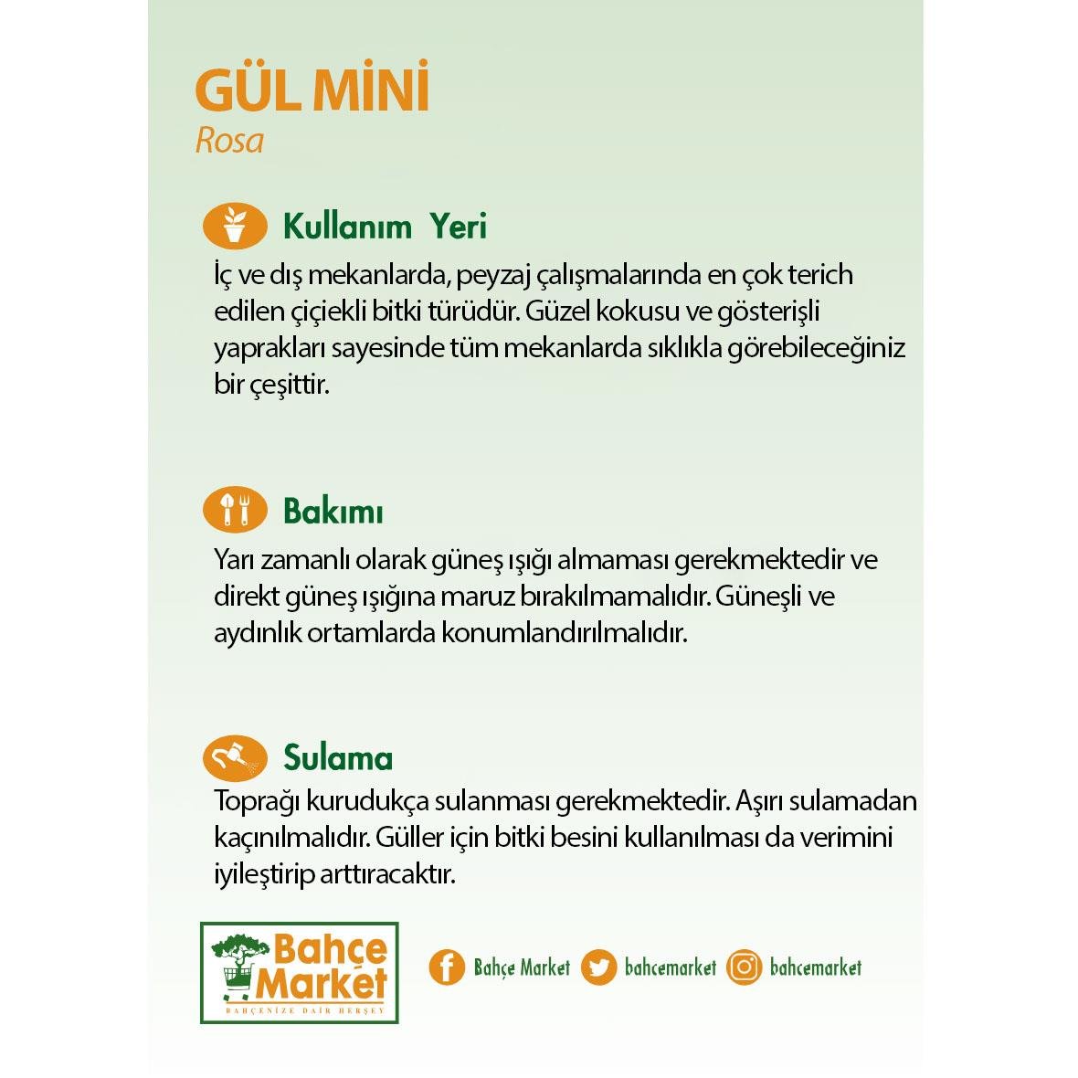 Gül Mini 25-30 Cm