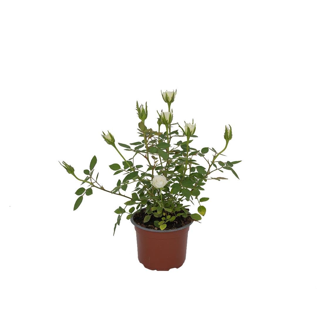 Gül Mini 25-30 Cm