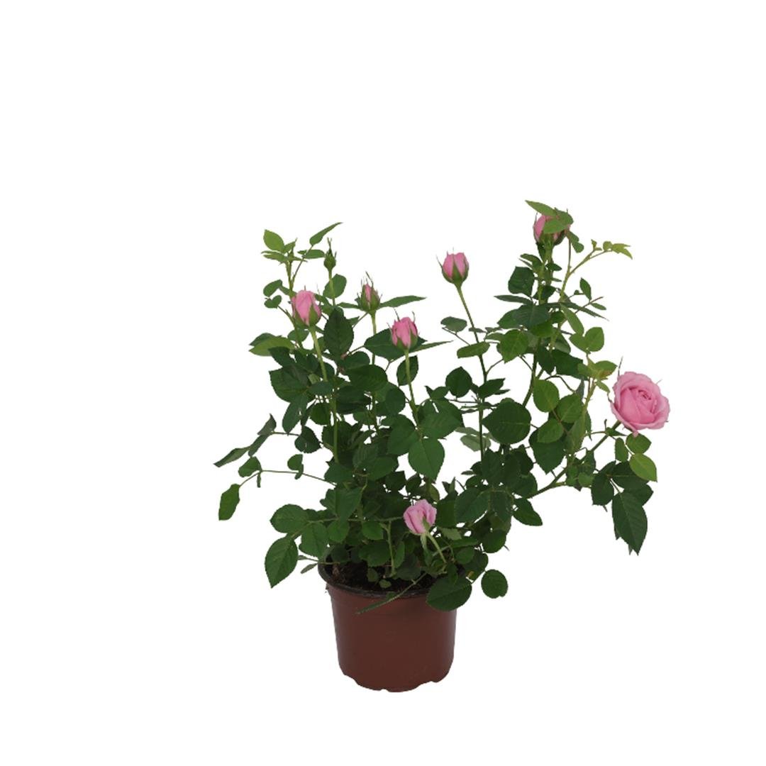Gül Mini 25-30 Cm
