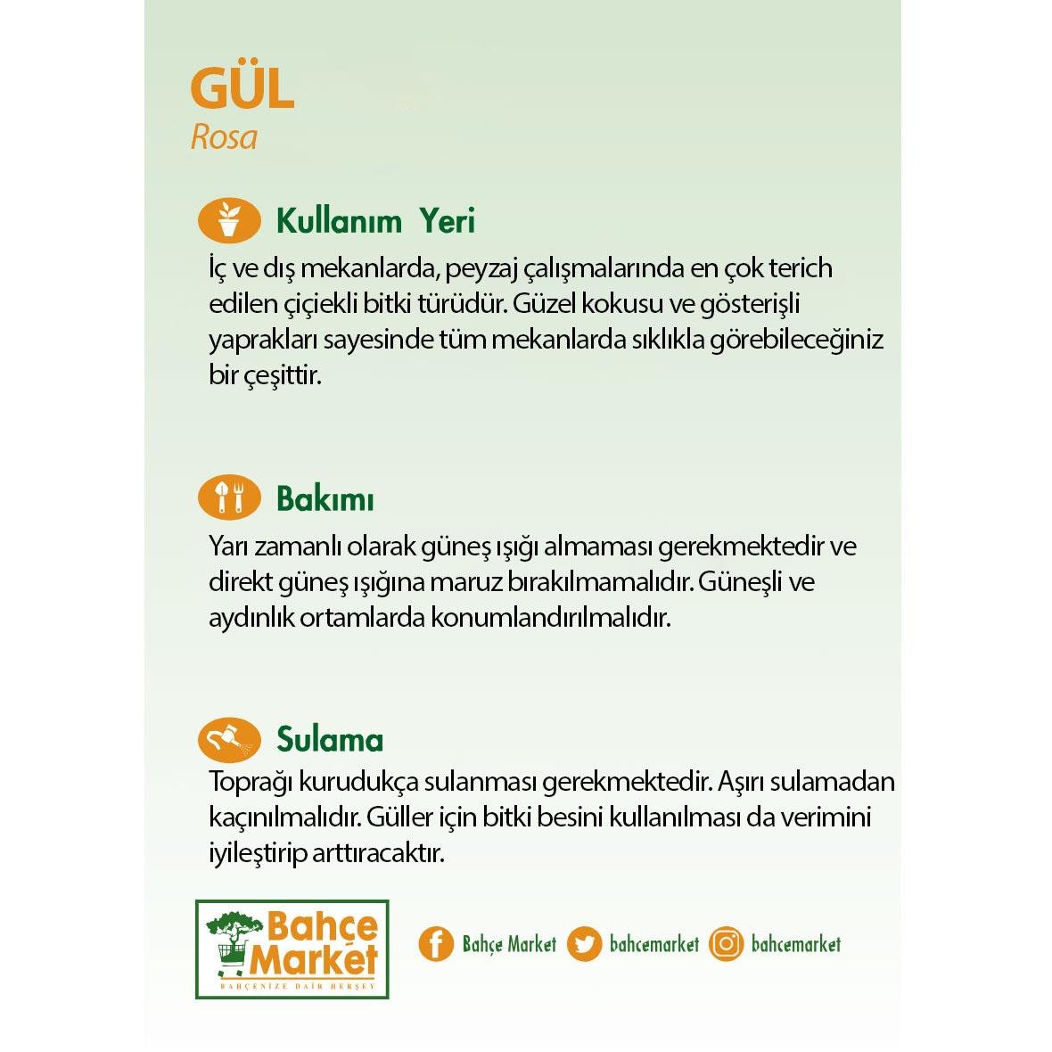 Gül Mini 25-30 Cm