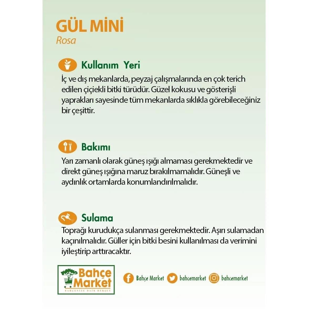 Gül Mini İthal