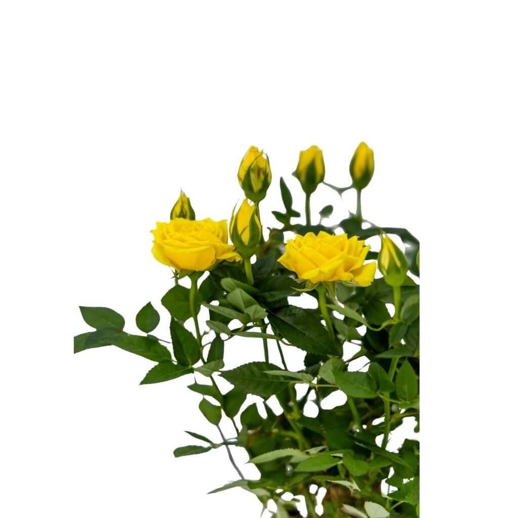 Gül Mini İthal
