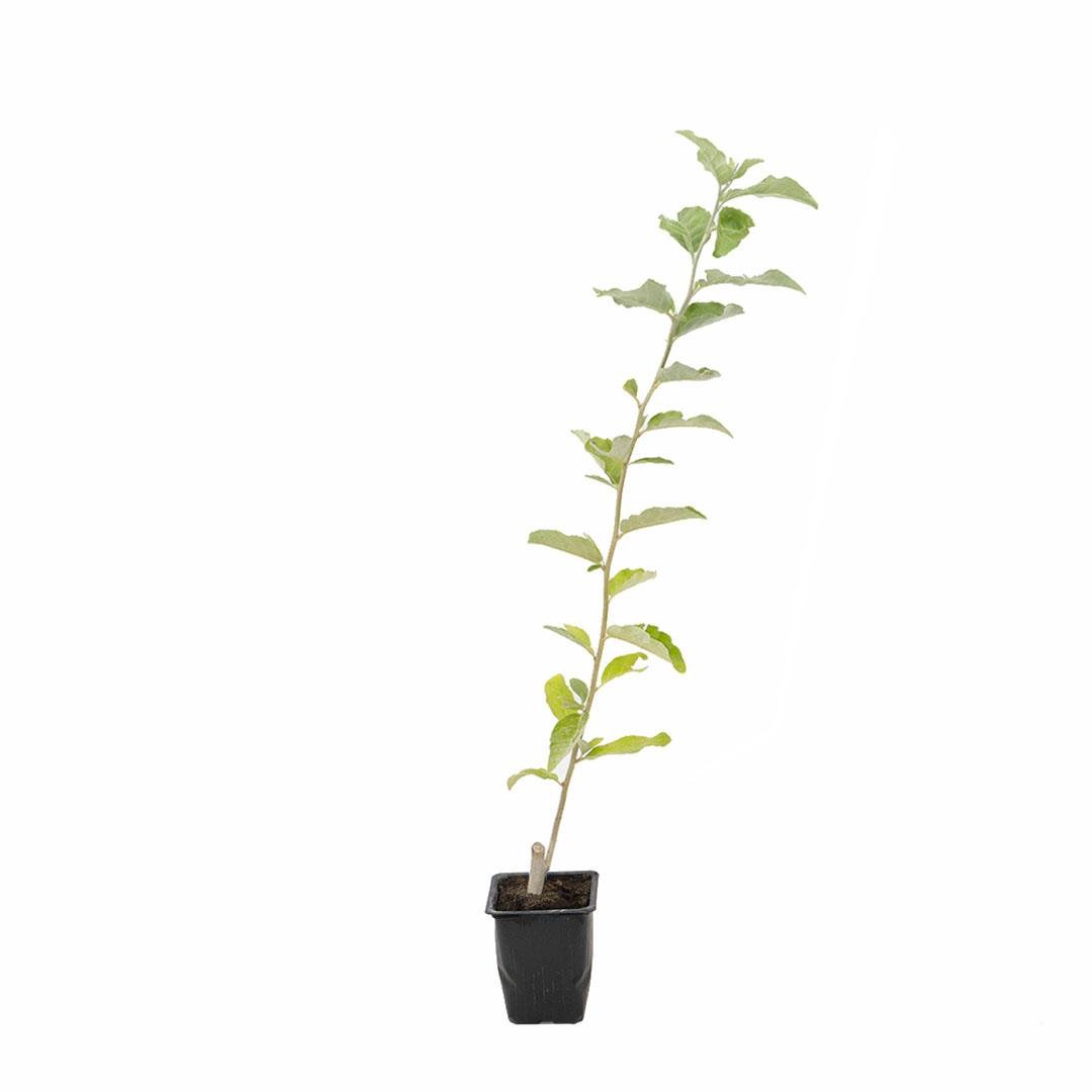 Güz Yemişi Kare Saksıda 20-30 Cm