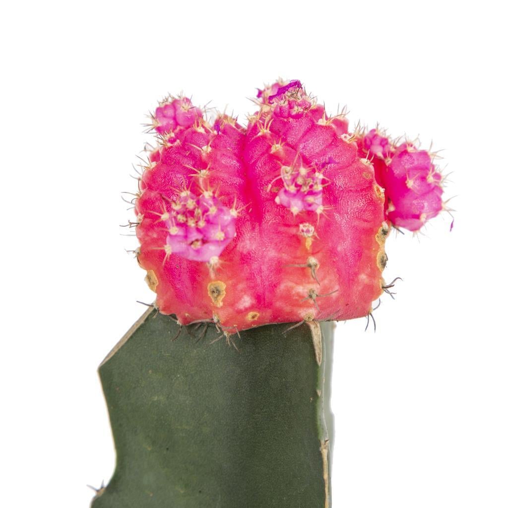 gymnocalycium-japan-0df572.jpg
