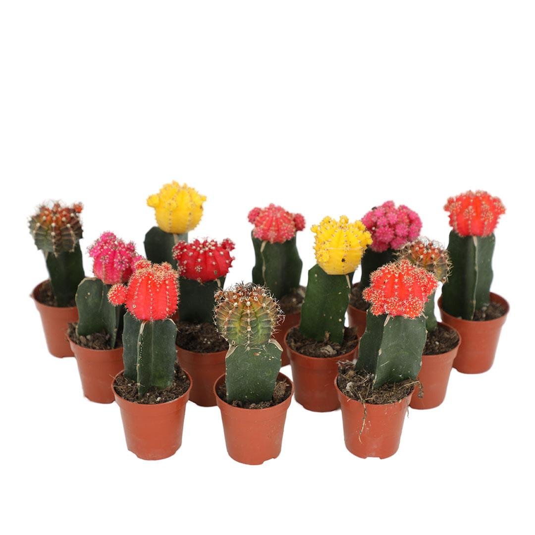 Gymnocalycium Japan 10-20 Cm