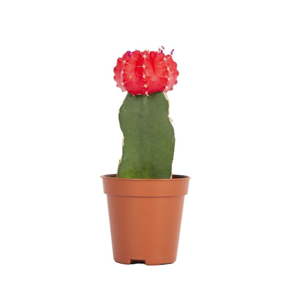 gymnocalycium-japan-6b5fb6.jpg