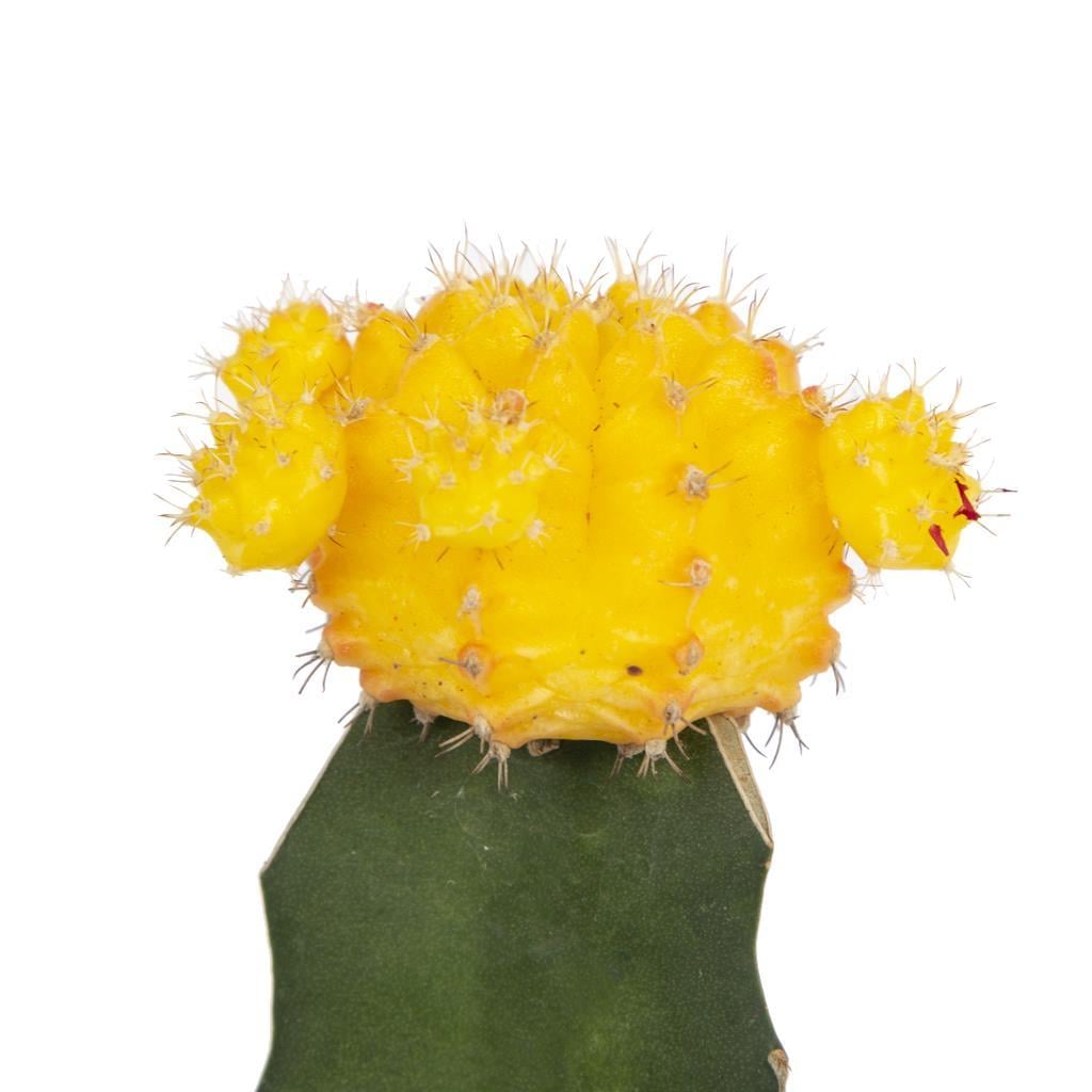 gymnocalycium-japan-7f-c27.jpg