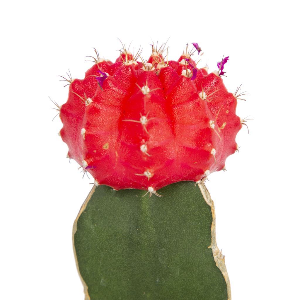 gymnocalycium-japan-a2074d.jpg