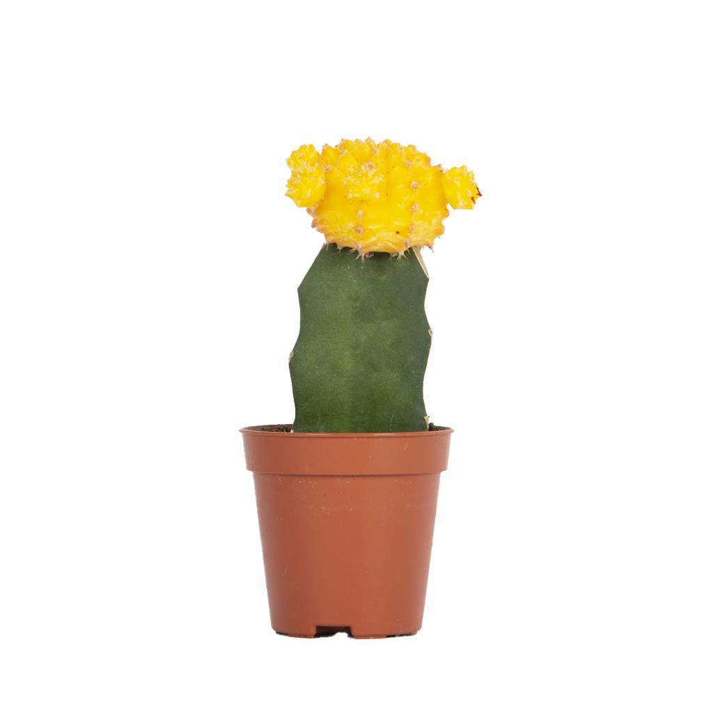 gymnocalycium-japan-c-a606.jpg