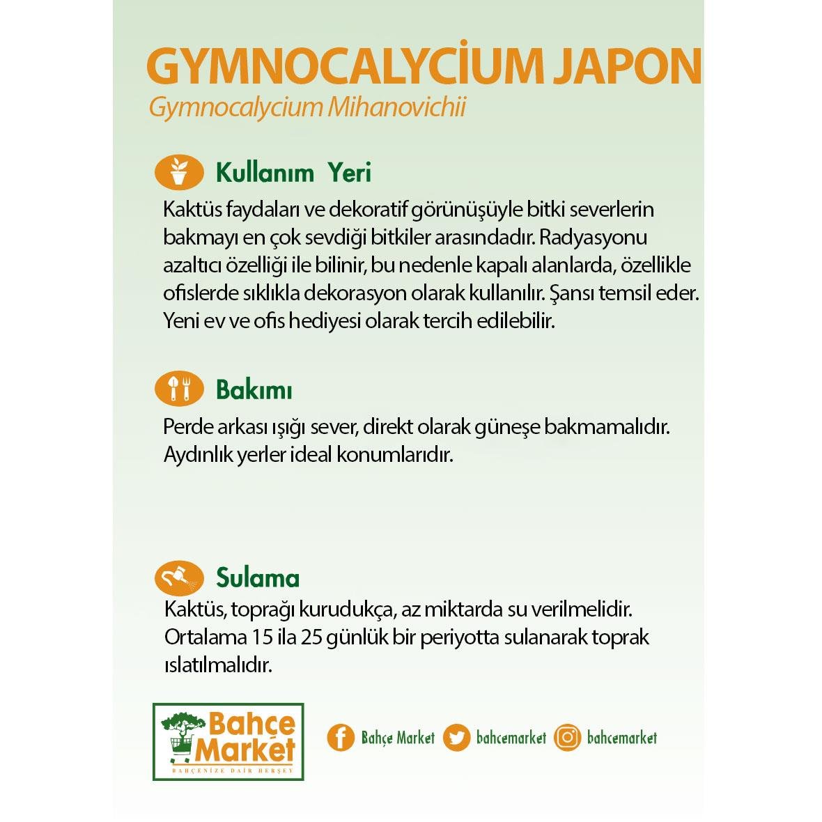 Gymnocalycium Japan