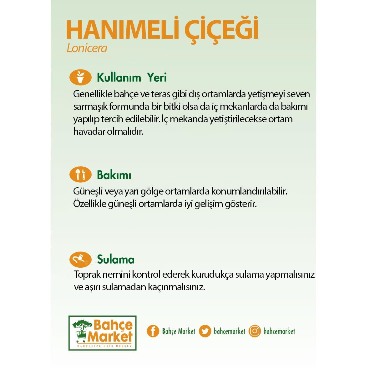 Hanımeli Çiçeği (Lonicera)