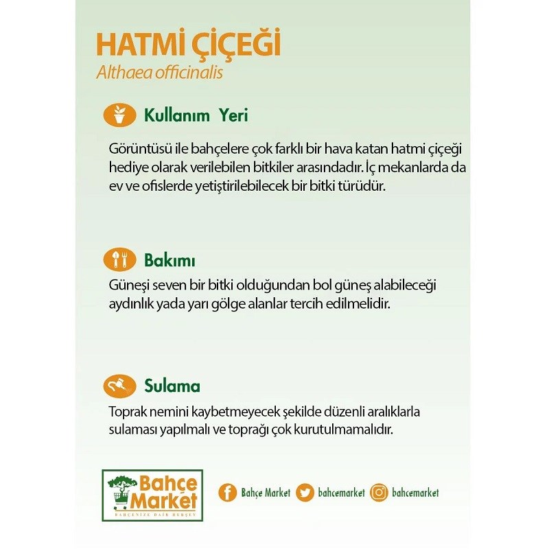 Hatmi Çiçeği 20-30 Cm