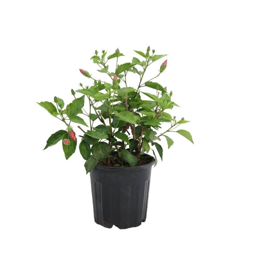 Hatmi Çiçeği 20-30 Cm