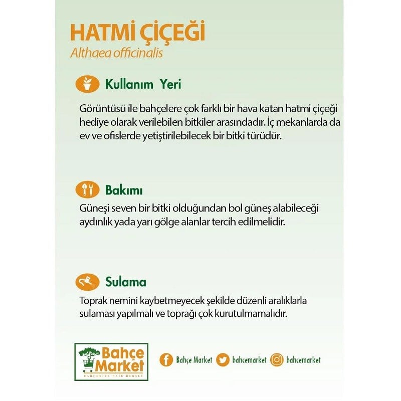 Hatmi Çiçeği 20-30 Cm