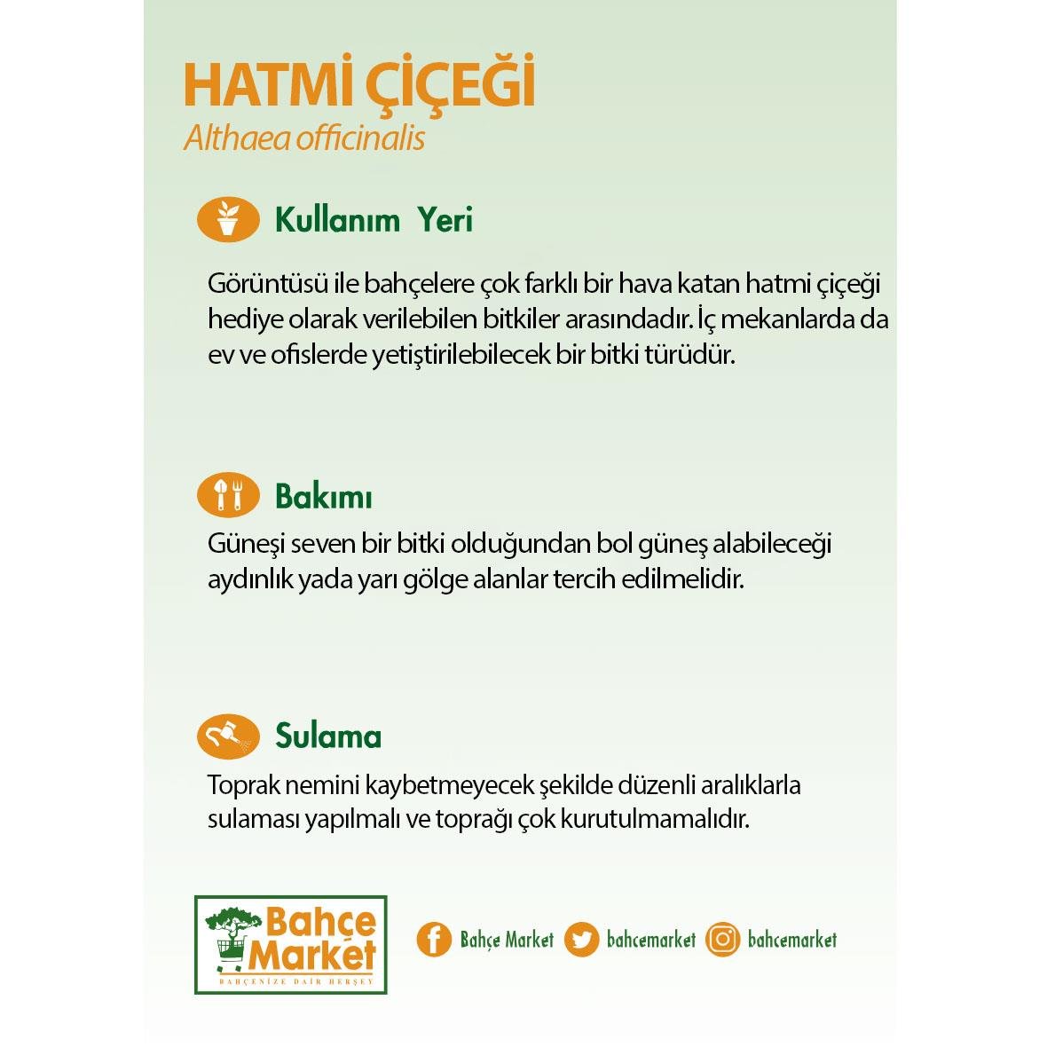 Hatmi Çiçeği - Çap 19 Cm - Boy 40 60 Cm Pembe