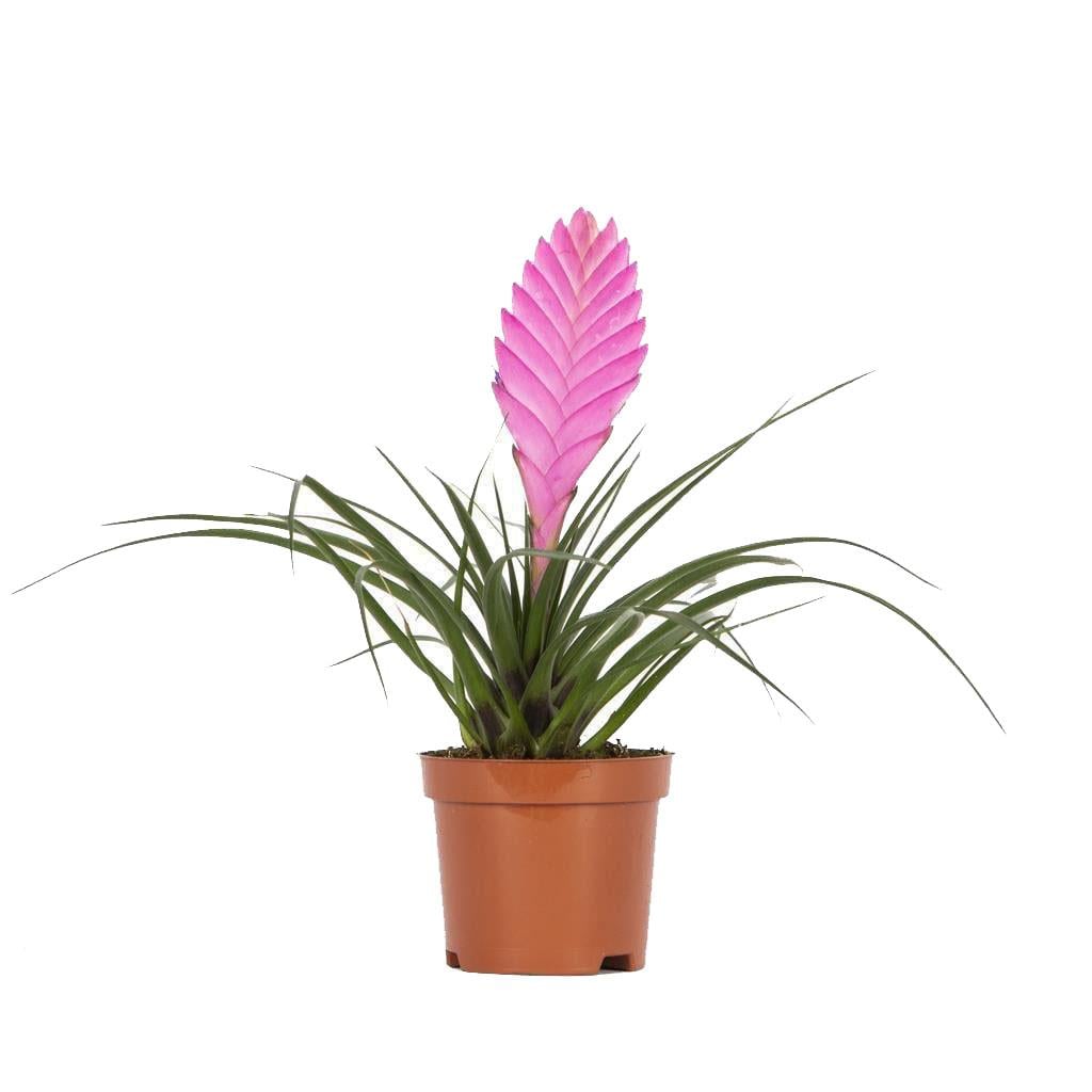 Hava Çiçeği (Tillandsia)