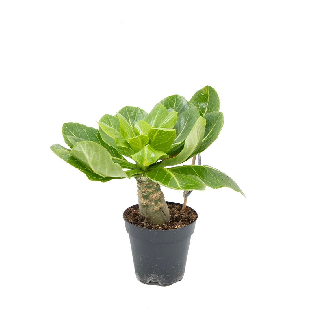 Hawaii Palmiyesi