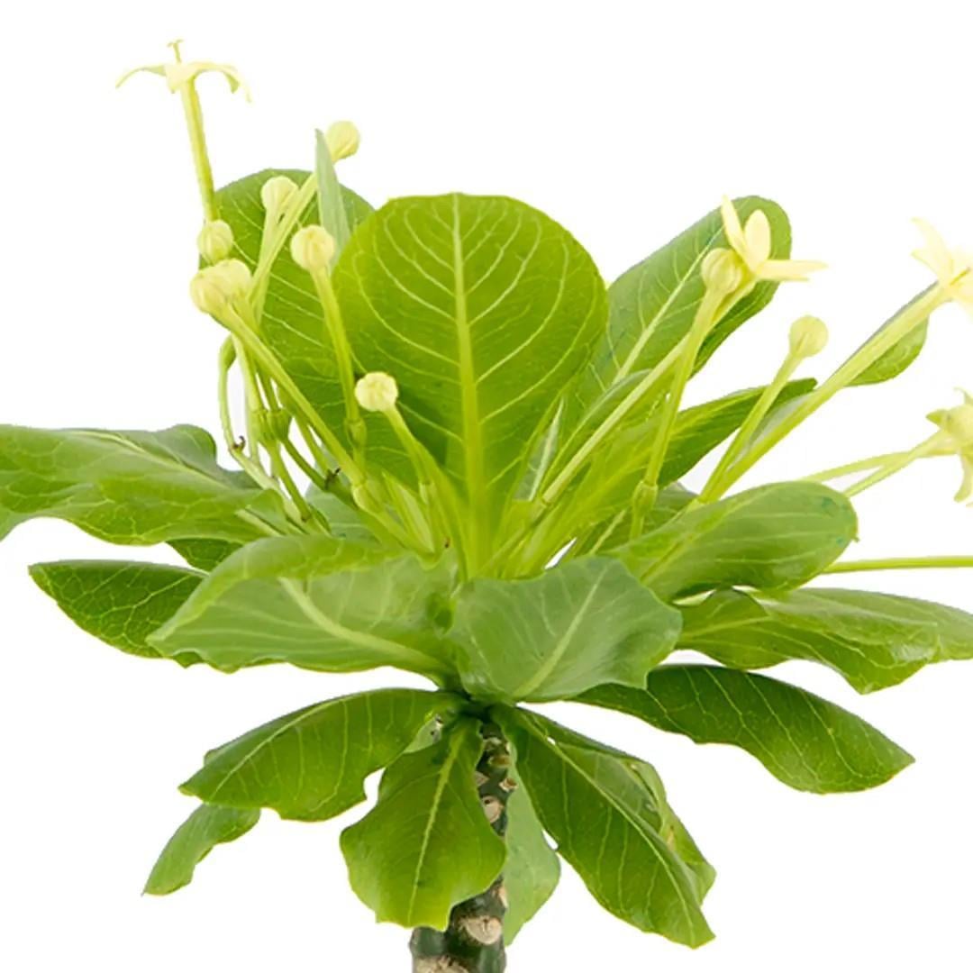 hawaii-palmiyesi-e05e26.jpg