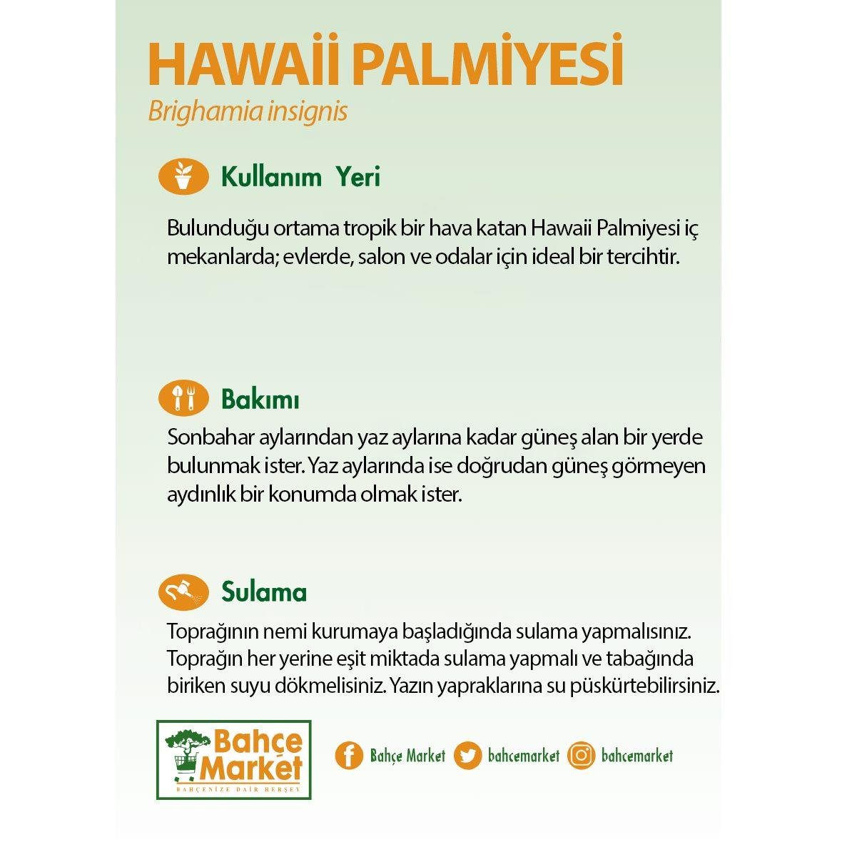 Hawaii Palmiyesi Yeşil