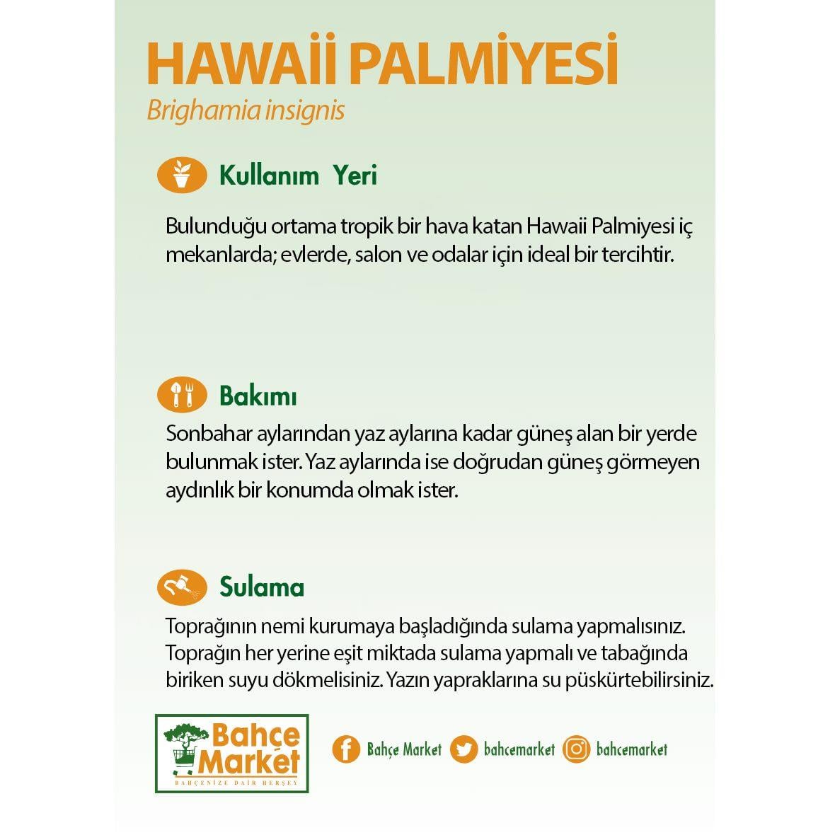 Hawaii Palmiyesi Yeşil