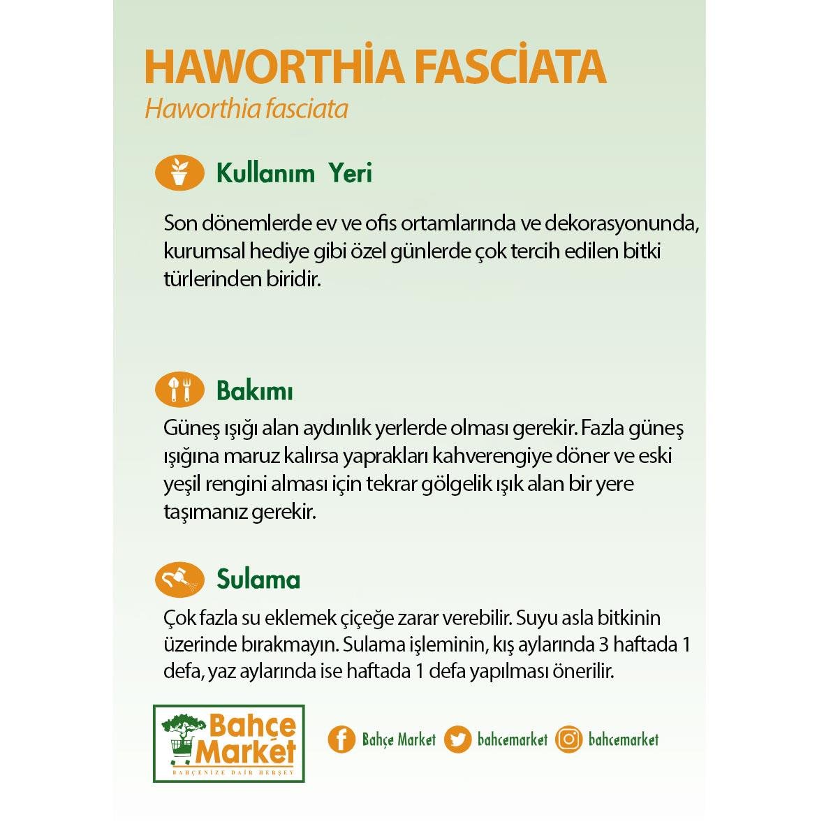 Haworthia Fasciata - Çap 10.5 Cm - Boy 10 20 Cm Yeşil
