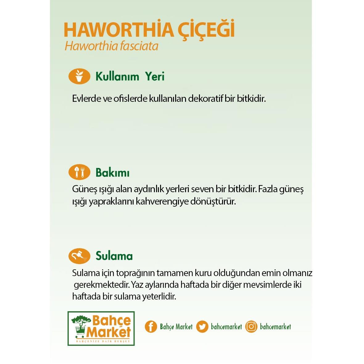 Hawortia Çiçeği - Zebra Kaktüsü