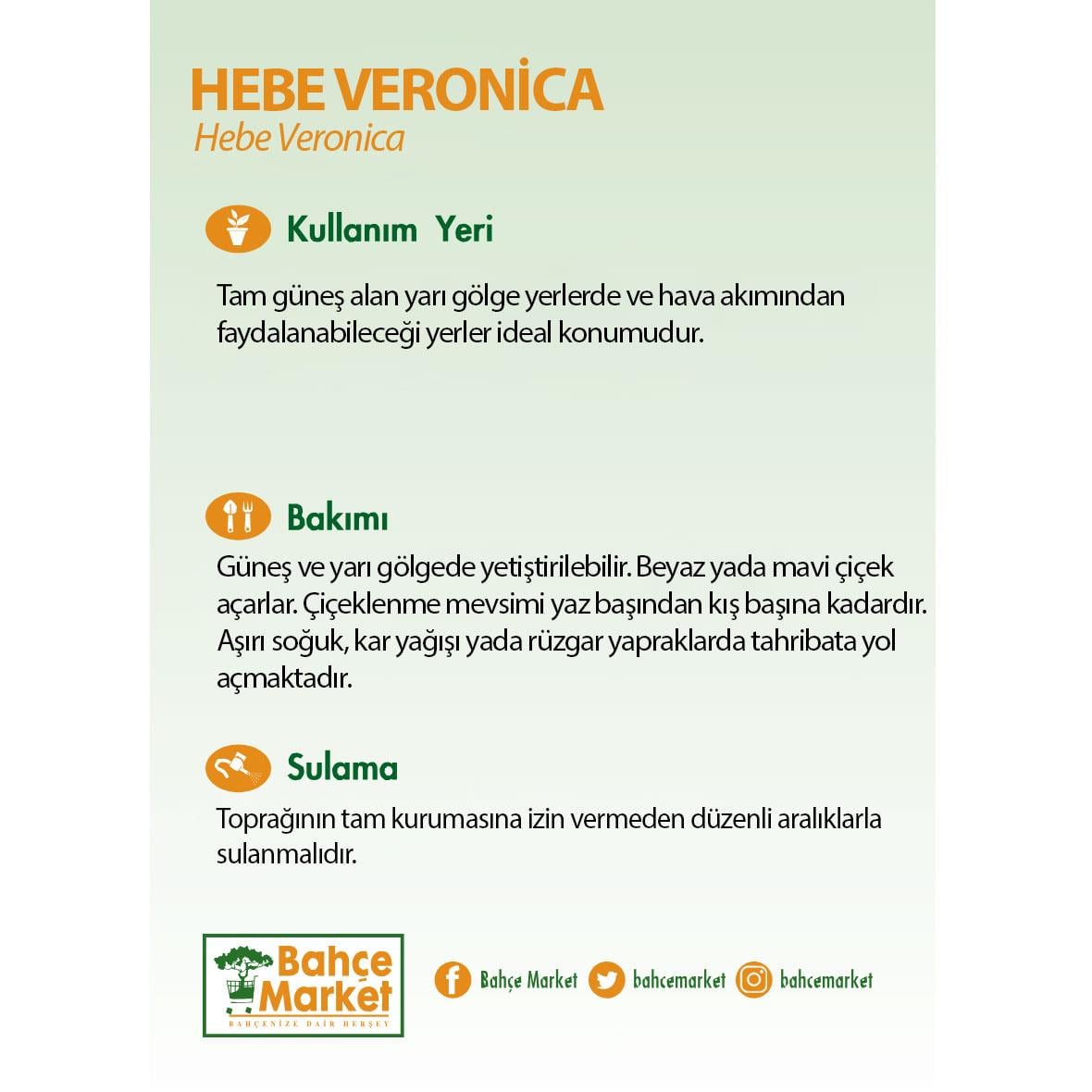 Hebe Veronica (Yavşan Otu) Yeşil