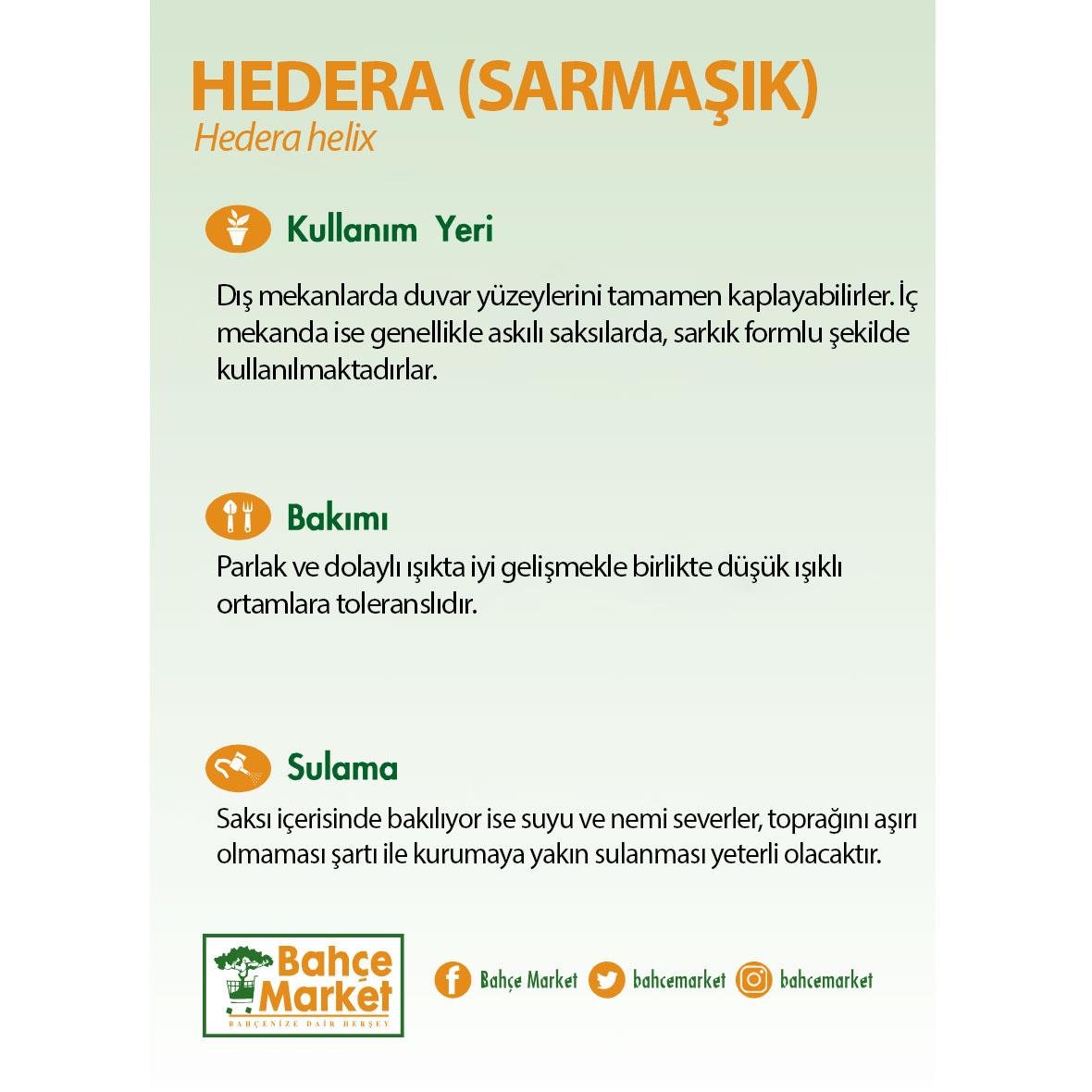Hedera Askılı (Sarmaşık) 60-80 Cm Yeşil