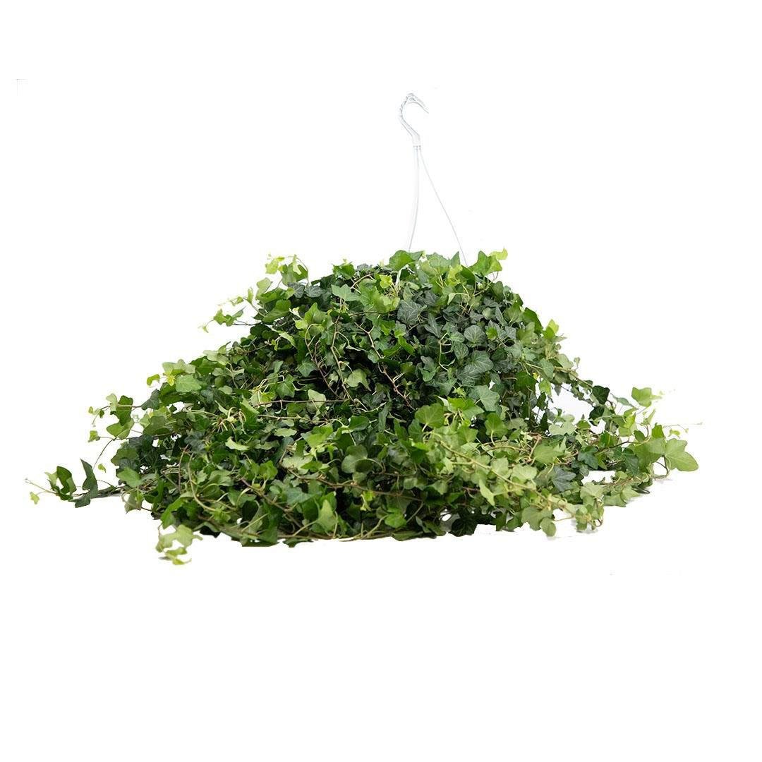 Hedera Sarmaşığı-Duvar Sarmaşığı (Askılı) 100-120 Cm