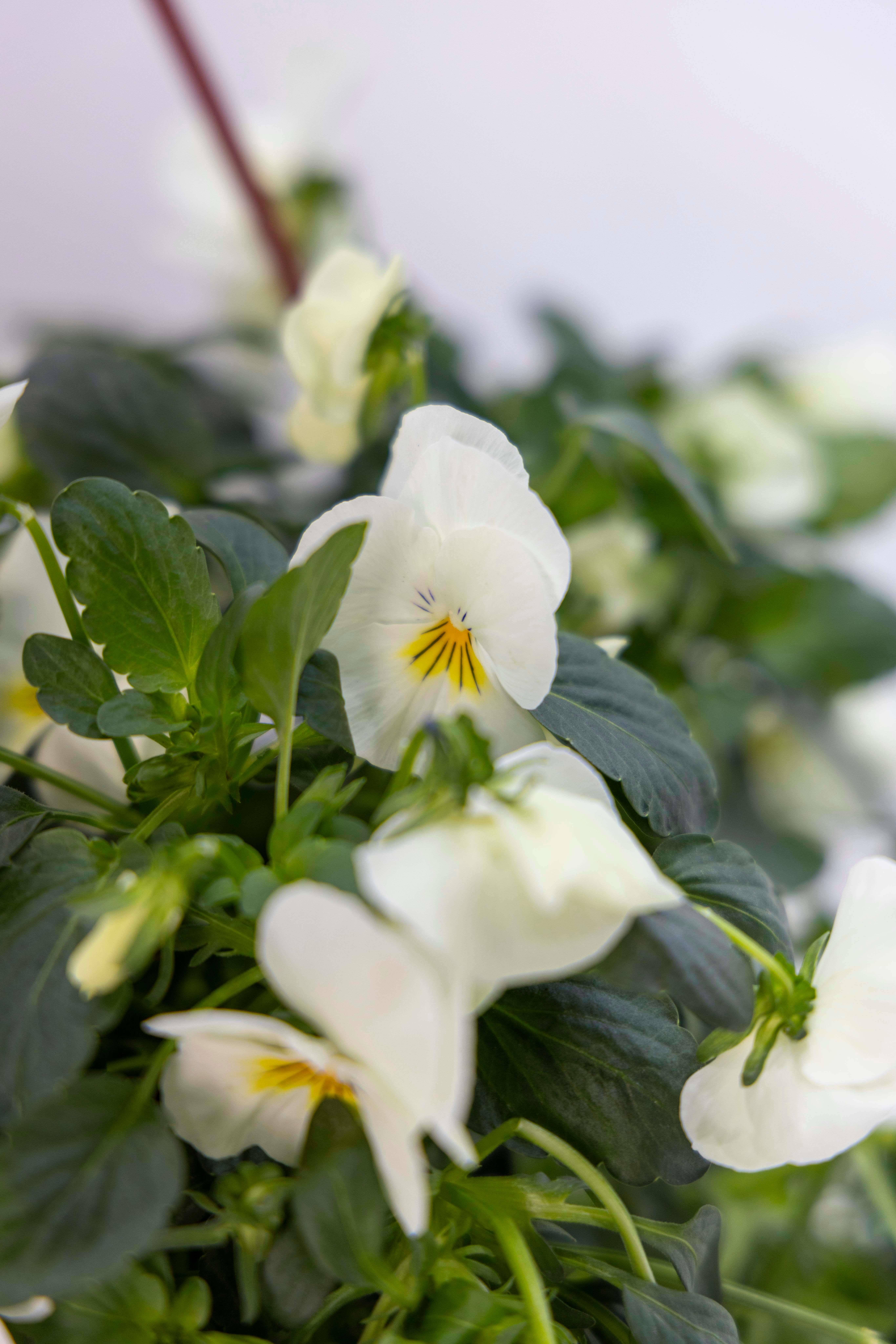 Hercai Menekşe Çiçeği Askılı