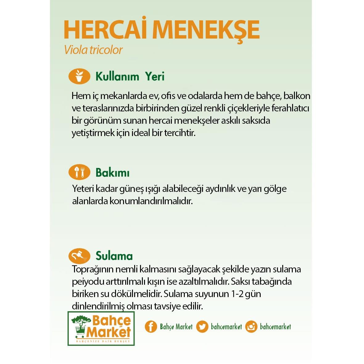 Hercai Menekşe Çiçeği Askılı