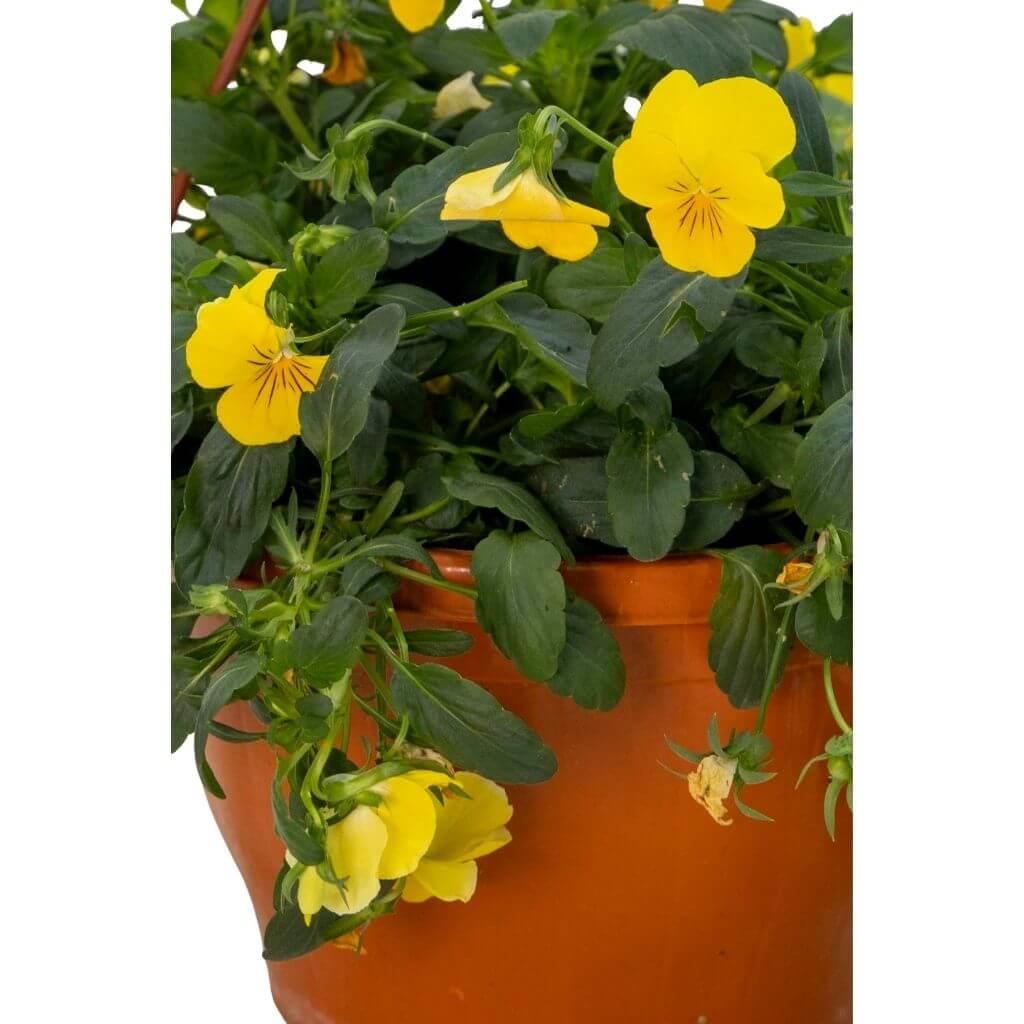 Hercai Menekşe Çiçeği Askılı