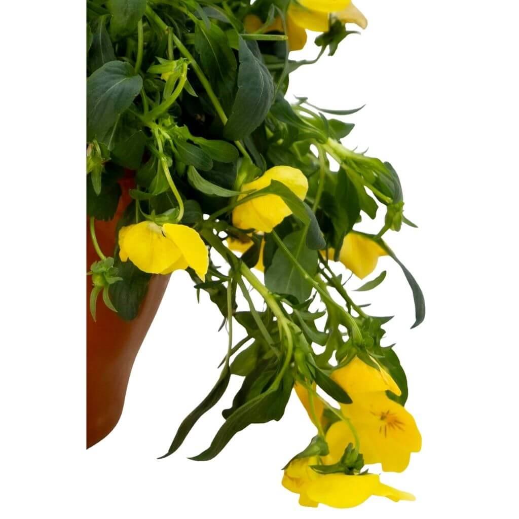 Hercai Menekşe Çiçeği Askılı