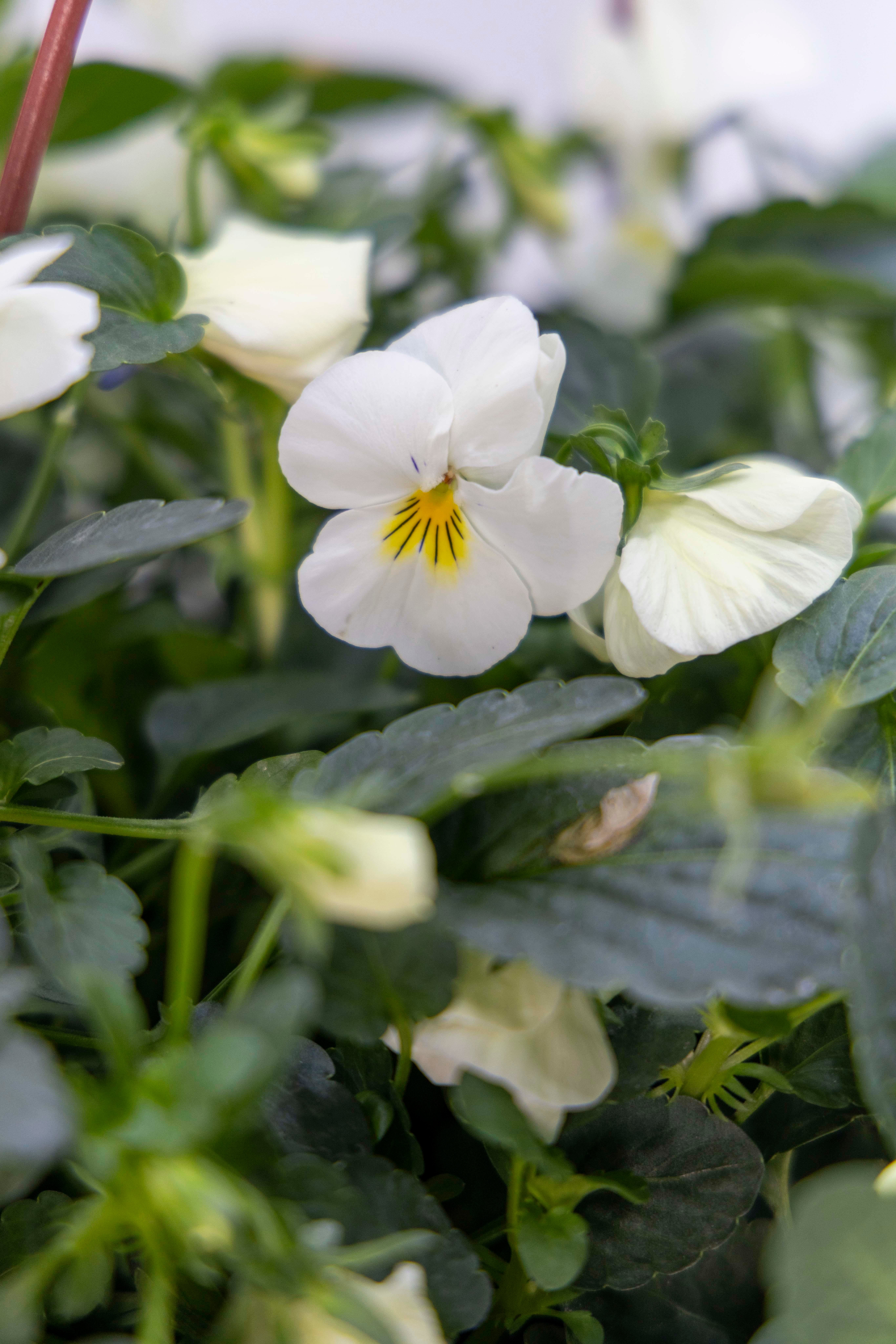 Hercai Menekşe Çiçeği Askılı