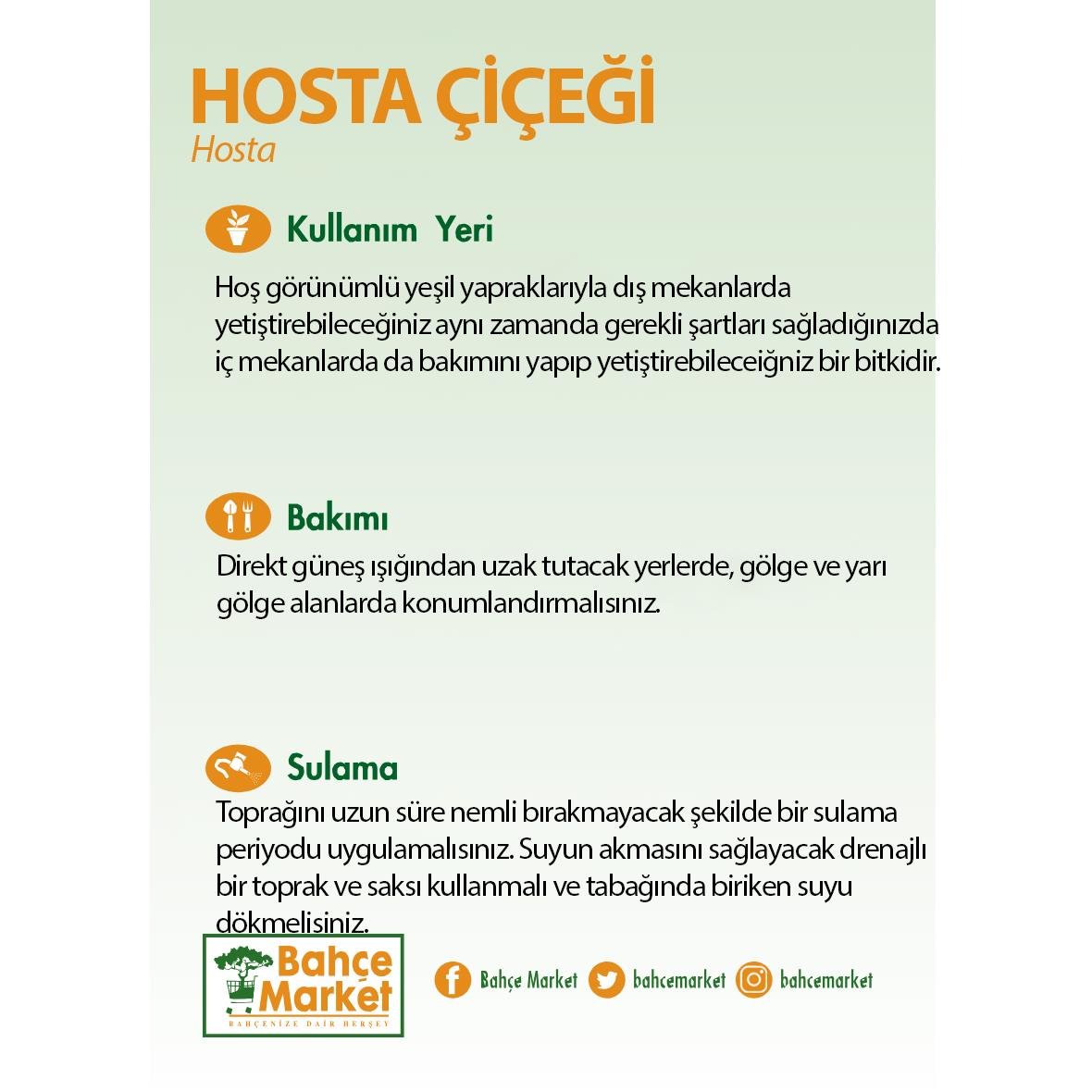 Hosta Çiçeği Mix 20-30 Cm