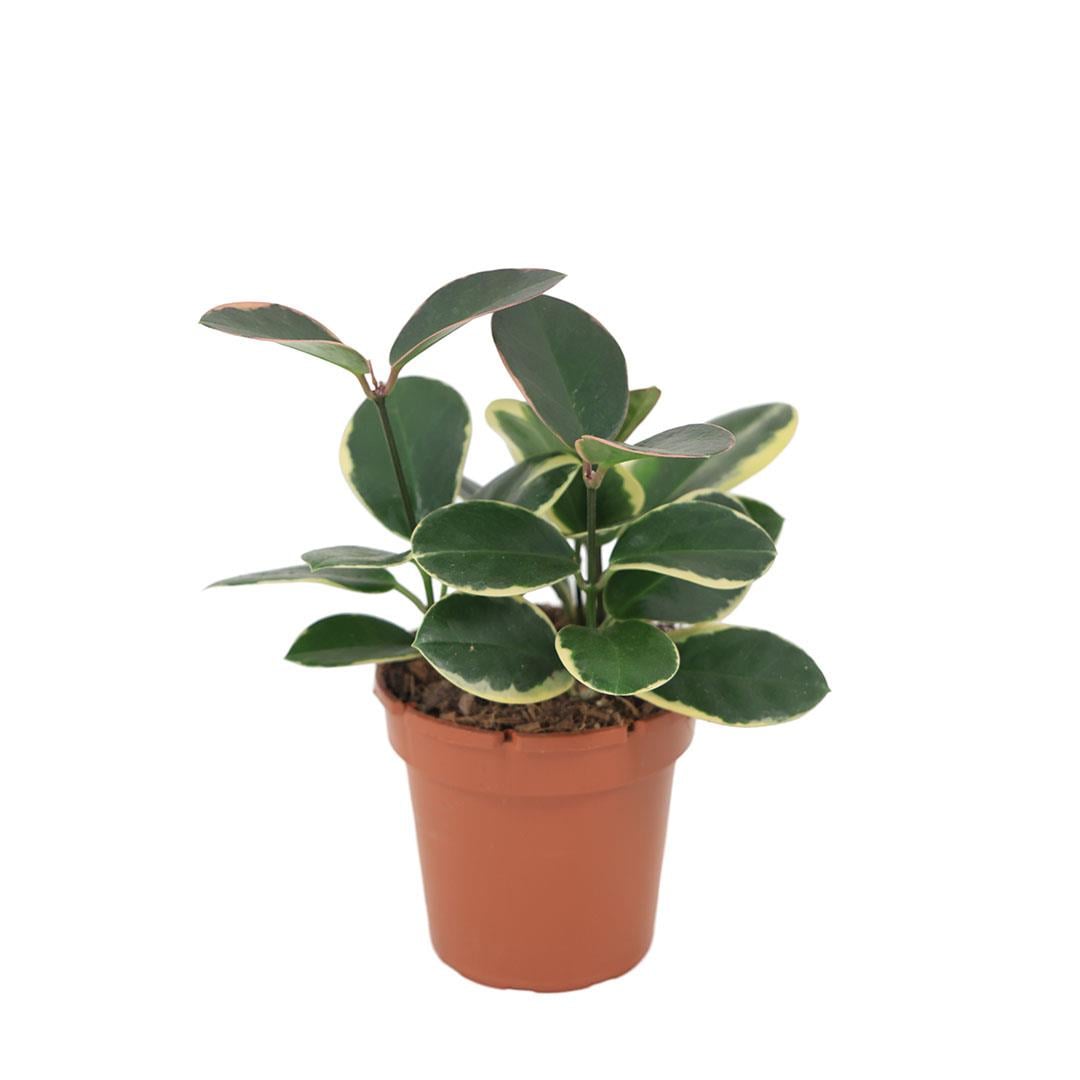 Hoya Australis Bitkisi Yeşil