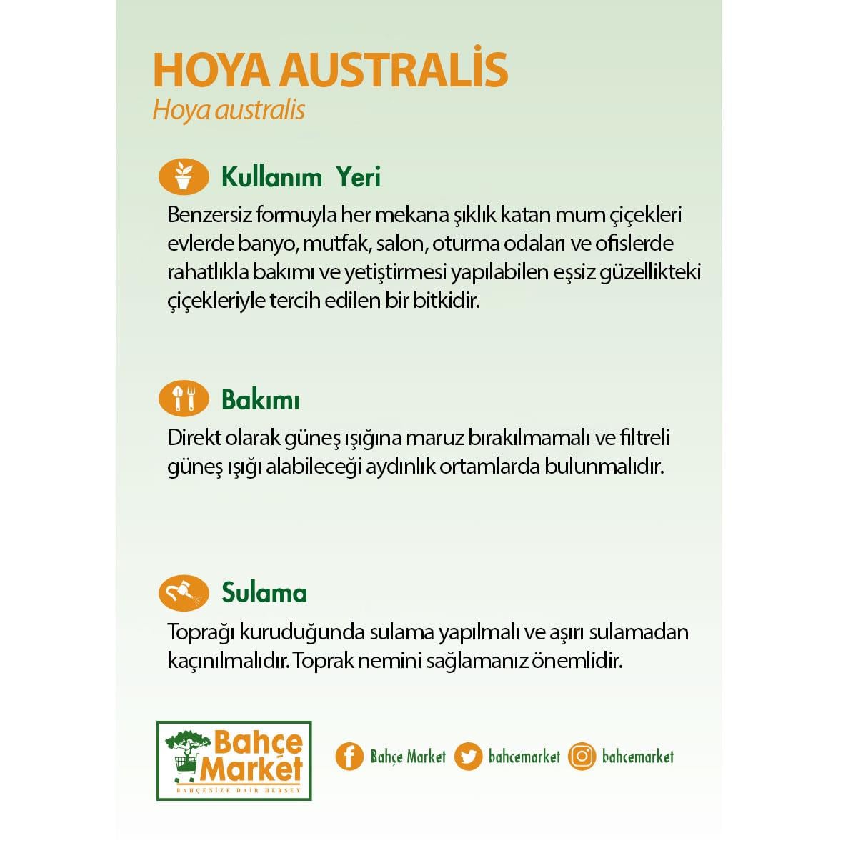 Hoya Australis Bitkisi Yeşil