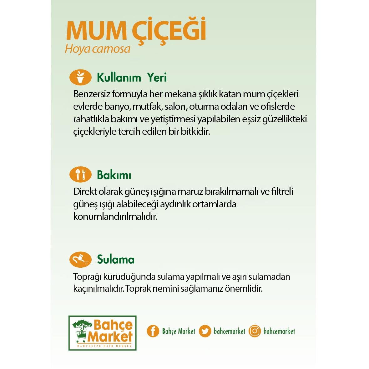 Hoya Carnosa (Mum Çiçeği) Yeşil