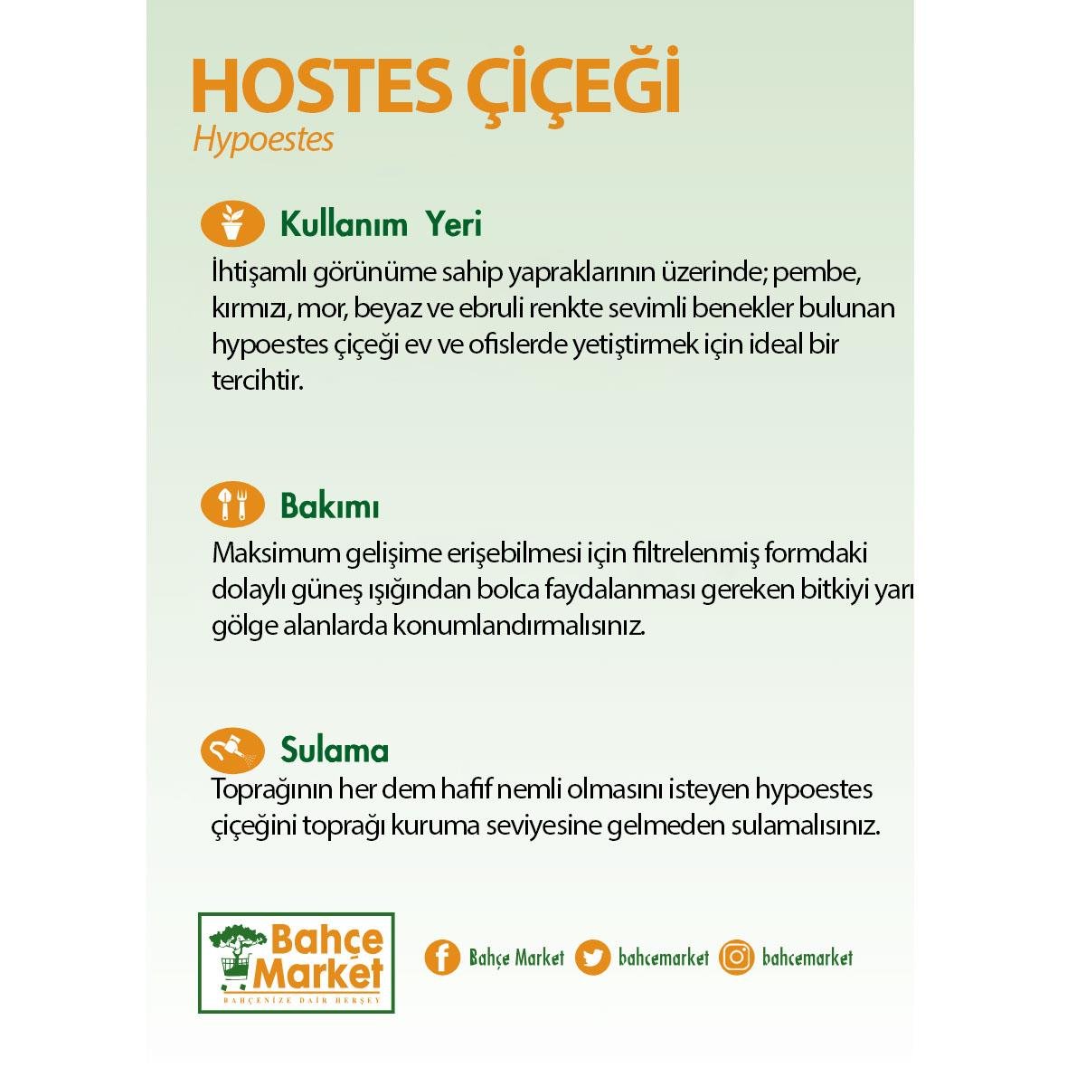 Hypoestes Çiçeği (Hostes Çiçeği) 10 - 20 Cm