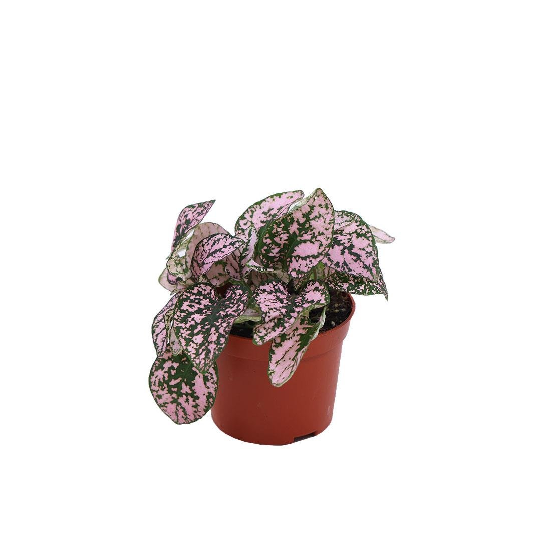Hypoestes Çiçeği (Hostes Çiçeği) 10 - 20 Cm
