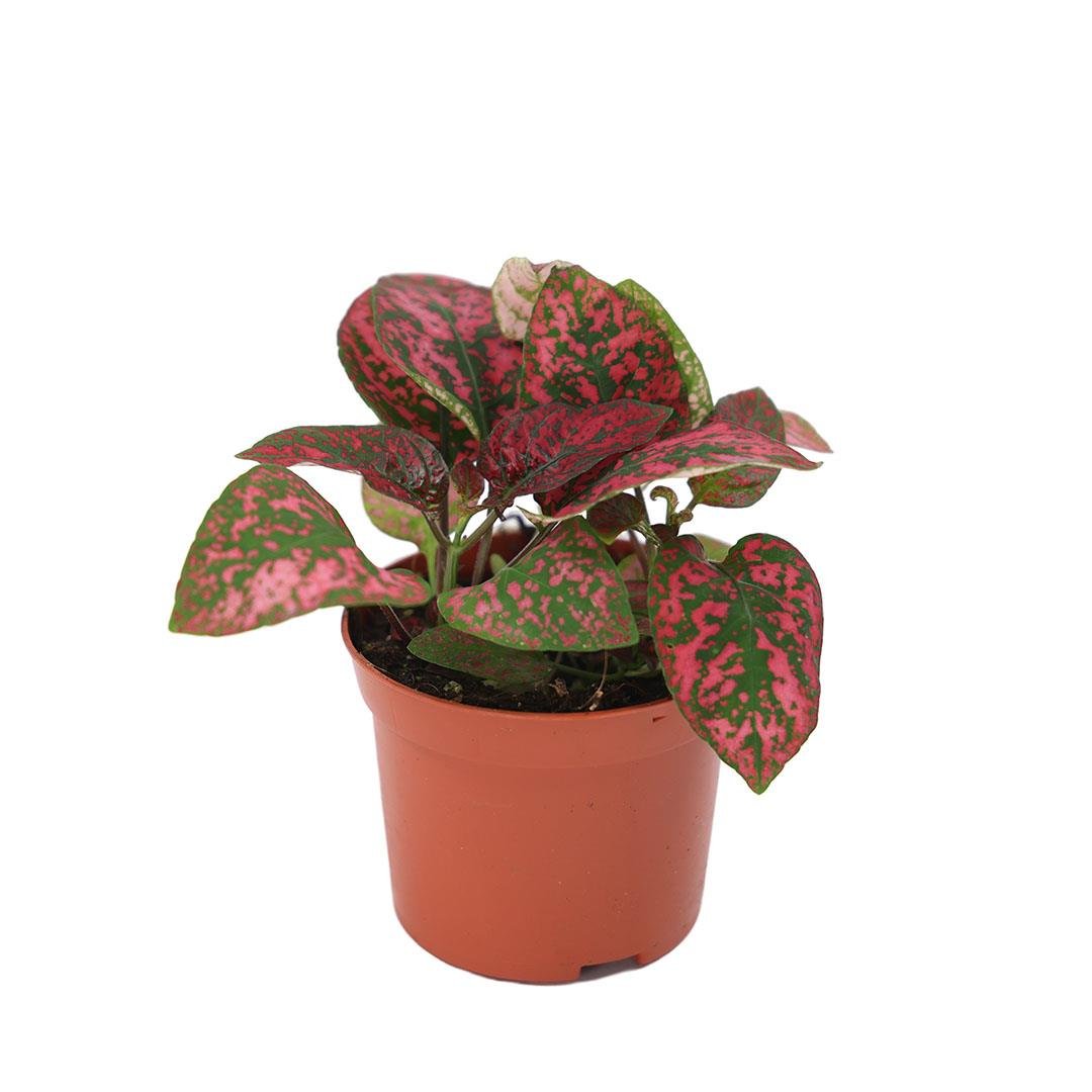 Hypoestes Çiçeği (Hostes Çiçeği) 10 - 20 Cm