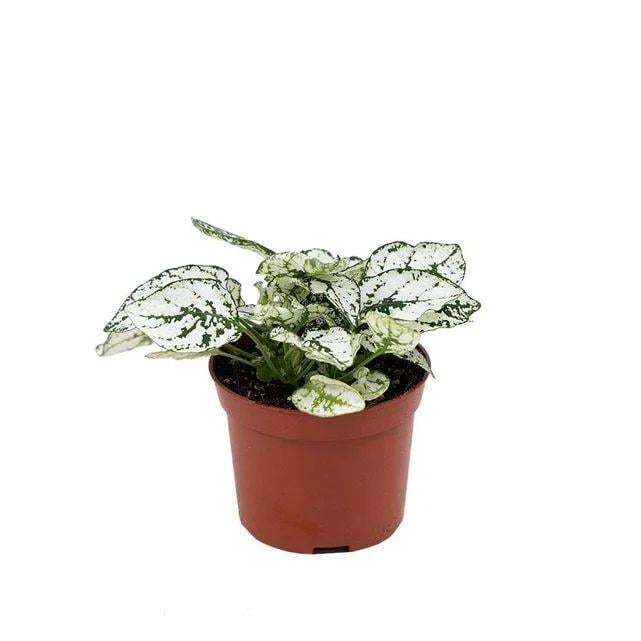Hypoestes Çiçeği (Hostes Çiçeği) 5 - 10 Cm