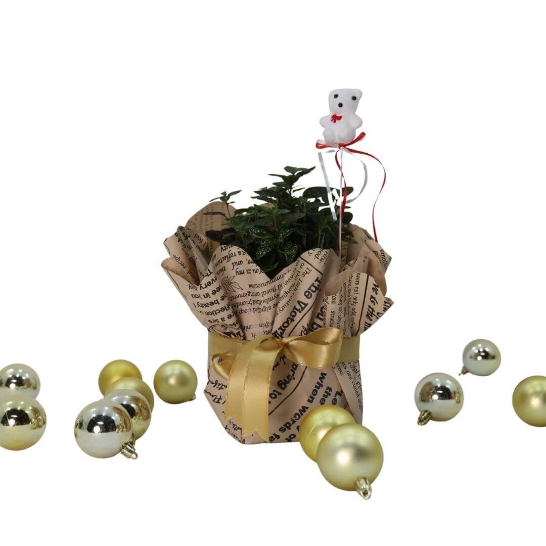 Hypoestes Çiçeği (Hostes Çiçeği) Hediye Paketli