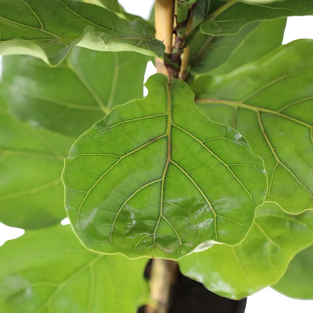 ikili-ficus-lyrata-125-150-cm-4009-9.jpg