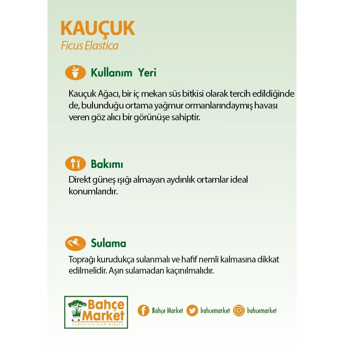 İkili Ficus Lyrata 125 - 150 Cm Yeşil