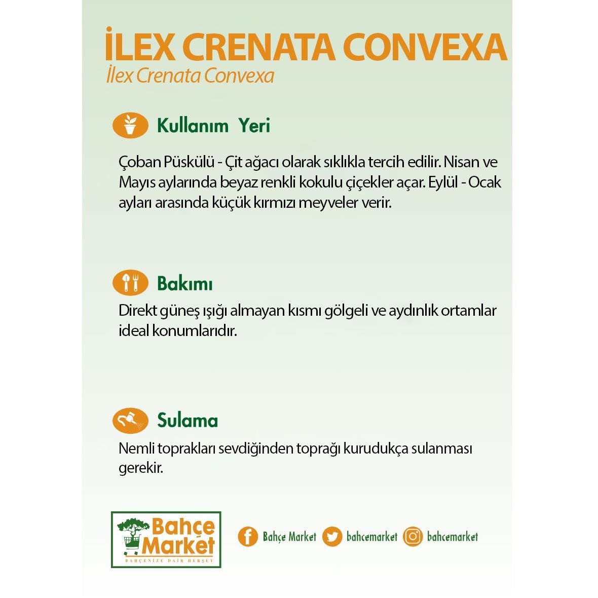 İlex Crenata Convexa Yeşil